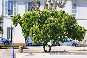 Image showing Schefflera pueckleri, beautiful exotic tree, Menton, French Rivi