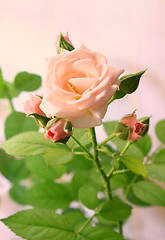 Image showing Beautiful pink rose