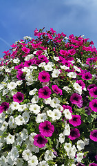 Image showing Flowers of bright petunia