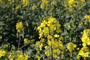 Image showing Yellow flowers winter cress 