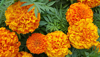 Image showing Beautiful Marigolds (Tagetes) flowers