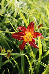 Image showing Beautiful bright lily 