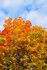 Image showing Bright autumn branches of maple tree