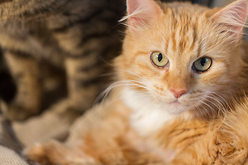Image showing close up of red tabby cat