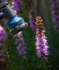 Image showing Garden Hose Nozzle