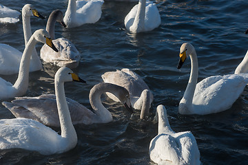 Image showing Beautiful white whooping swans