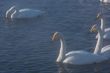 Image showing Beautiful white whooping swans