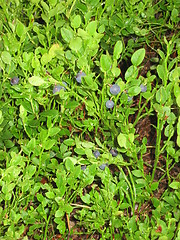 Image showing Blue berries