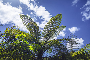 Image showing typical fern at New Zealand