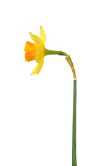 Image showing Daffodil on white