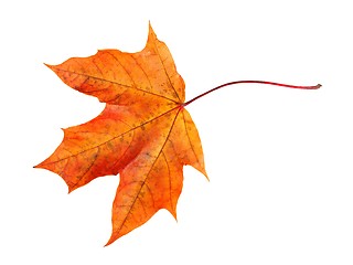 Image showing Autumn maple leaf