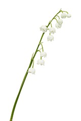 Image showing Lily of the valley