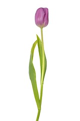 Image showing Purple tulip on white