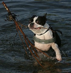 Image showing Boston terrier with stick