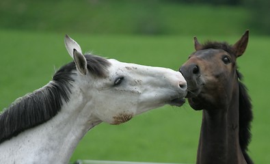 Image showing Horses greeting