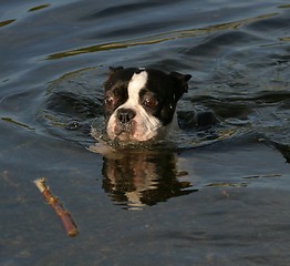 Image showing Boston terrier