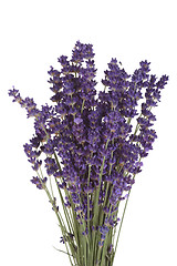 Image showing Blooming Lavender