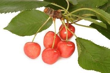 Image showing Bough of Cherries