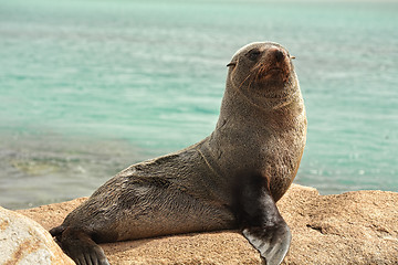 Image showing Seal on the rocks