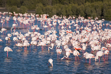 Image showing Flock of adorable pink flamingos