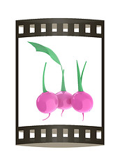Image showing Small garden radish isolated on white background. 3d illustratio