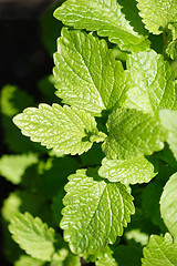 Image showing Lemon Balm