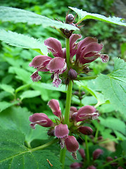 Image showing Red Dead Nettle