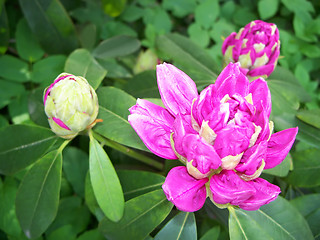 Image showing Rhododendron