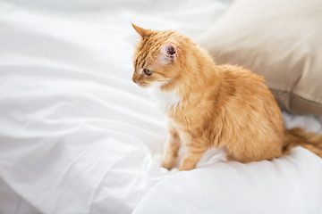 Image showing red tabby cat at home in bed