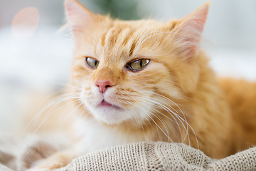 Image showing red tabby cat lying on blanket at home in winter