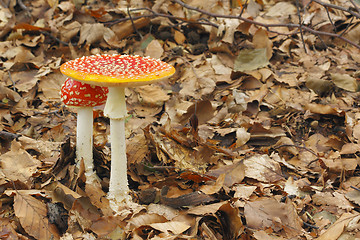 Image showing Young and mature Fly Agaric (Amanita muscaria) mushrooms growing