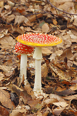 Image showing Young and mature Fly Agaric (Amanita muscaria) mushrooms growing