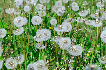 Image showing A lot of dandelions 