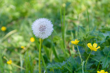 Image showing Dandelion on a meadow