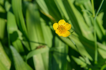 Image showing Flower of the Buttercup acrid