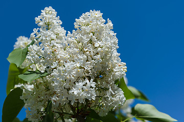 Image showing Flowers of a white lilac