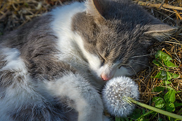 Image showing The gray cat and dandelion