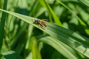 Image showing Wasp on a leaf