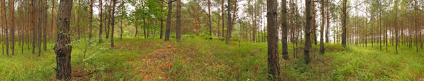 Image showing Grassy young pine forest