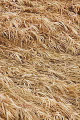 Image showing Dry grass texture