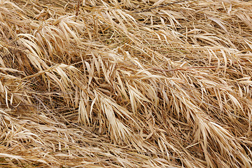 Image showing Dry grass texture