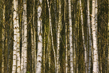 Image showing Birch forest detail