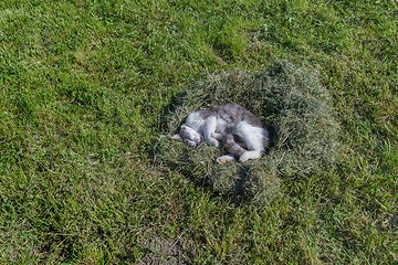 Image showing Grey cat and green grass