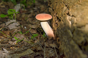 Image showing Mushroom (agaric honey)