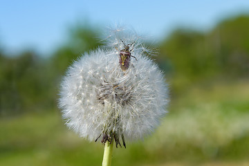 Image showing Stinky bug and dandelion