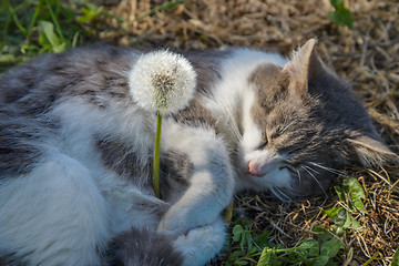 Image showing The gray cat and dandelion