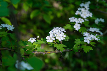 Image showing White hawthorn flowers