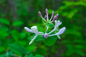 Image showing  The Honeysuckle flower