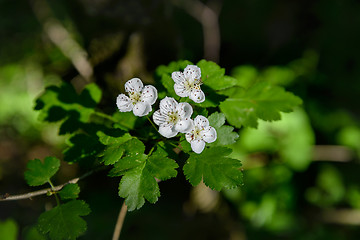 Image showing White hawthorn flowers