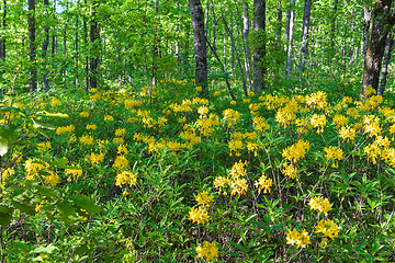 Image showing Yellow rhododendron thickets